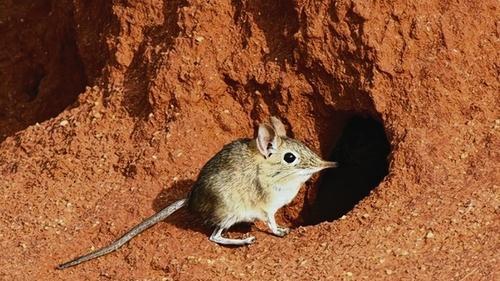 Fantastische Fauna
