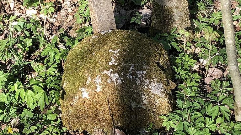 Auch die Grundbesitzgrenzen in den Wäldern sind mit Grenzsteinen gekennzeichnet. Sie sind nicht immer leicht zu finden, zumal die Grenzen oft weitab der Wege verlaufen. Auch die Grundbesitzgrenzen in den Wäldern sind mit Grenzsteinen gekennzeichnet. Sie sind nicht immer leicht zu finden, zumal die Grenzen oft weitab der Wege verlaufen.