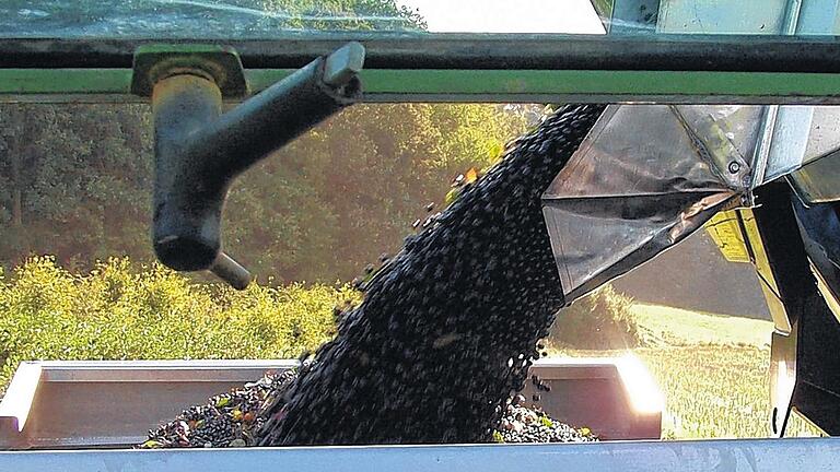 Apfelbeeren abgeerntet       -  ESCHAU (bus)   Inzwischen ist die Aroniabeere oder Apfelbeere keine Unbekannte mehr in den heimischen Obstanlagen. Eine Besonderheit der gesunden Pflanze ist ihre Robustheit. Sie verträgt Frost bis zu minus 20 Grad und kommt auch mit Trockenheit zurecht. Kaum ein Schädling oder eine Krankheit kann ihr etwas anhaben. So sei auch dieses Jahr mit einer guten Ernte zu rechnen, schreibt der Verein der Fränkischen Obstbauern. Dieser Tage geht die Ernte der gesunden Frucht zu Ende. Verarbeitet werden kann die süß-säuerliche Apfelbeere zu Säften, Gelees, Likör und Ähnlichem. Im unterfränkischen Eschau (Lkr. Miltenberg) baut Familie Nagler seit 2004 auf dem Wiesenhof Aroniabeeren auf einer Fläche von 7,5 Hektar an.