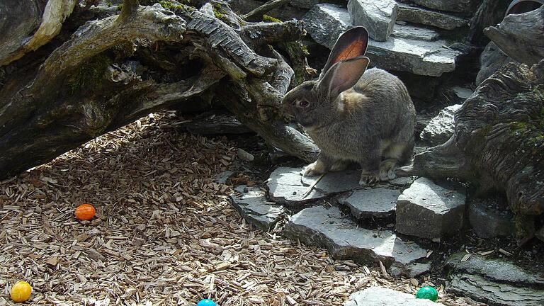 Die Eier waren im Wildpark Klaushof auch dort versteckt, wo sie hingehören: beim Osterhasen!       -  Die Eier waren im Wildpark Klaushof auch dort versteckt, wo sie hingehören: beim Osterhasen!