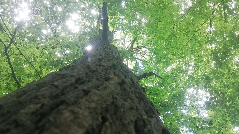 Wie lässt sich sicherstellen, dass die von den Folgen des Klimawandels hart getroffenen Wälder auch in Zukunft
so grün wie auf diesem Foto sind? Diese Frage treibt Waldbesitzer und Forstleute um. Wie lässt sich sicherstellen, dass die von den Folgen des Klimawandels hart getroffenen Wälder auch in Zukunft
so grün wie auf diesem Foto sind? Diese Frage treibt Waldbesitzer und Forstleute um. 