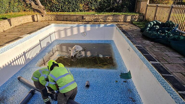 Feuerwehr rettet trächtige Kuh aus Pool       -  Die Feuerwehr ließ zunächst das Wasser ab.