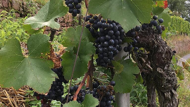 Ideales Klima: Ein großer Teil der Anbauflächen ist für Rotwein reserviert. Ideales Klima: Ein großer Teil der Anbauflächen ist für Rotwein reserviert.