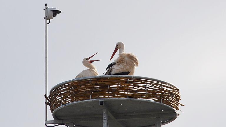 Überraschung zum Osterfest: Die Frankentherme in Bad Königshofen hat nun ein Storchenpaar. Vor einer Woche hatte ein Storch das Nest in Augenschein genommen und war geblieben. Nun  kam eine Partnerin dazu.