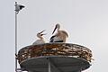 Überraschung zum Osterfest: Die Frankentherme in Bad Königshofen hat nun ein Storchenpaar. Vor einer Woche hatte ein Storch das Nest in Augenschein genommen und war geblieben. Nun  kam eine Partnerin dazu.