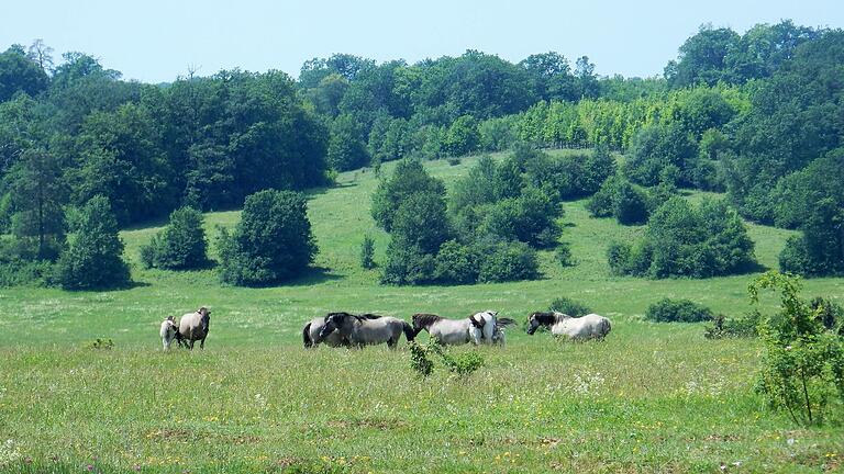 Auf dem Brönnhof verhindert die Beweidung mit Wildpferden die Verbuschung auf dem Grasland.