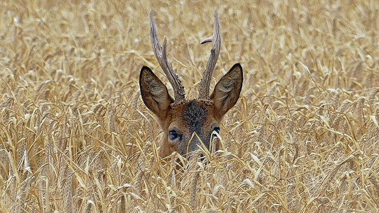 Um die Gesundheit und Altersstruktur des Rehwild-Bestandes im südlichen Landkreis Würzburg sorgt sich der Jagdberater Volker Groß.&nbsp;