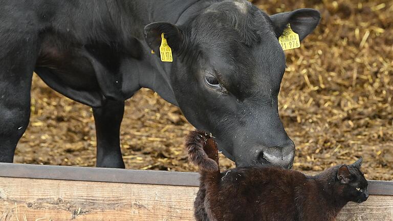 26. Brandenburger Landpartie       -  Katzen können sich durch Milch erkrankter Kühe infizieren. (Archivbild)