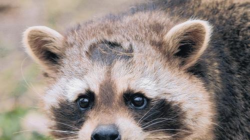 Einwanderer mit Zorro-Maske: Waschbären sind eigentlich in Nord- und Mittelamerika heimisch. In den vergangenen Jahrzehnten breiteten sie sich in ganz Deutschland aus. Wenn auch noch selten, so trifft man die pelzigen Jäger auch im Raum Gerolzhofen an. Einwanderer mit Zorro-Maske: Waschbären sind eigentlich in Nord- und Mittelamerika heimisch. In den vergangenen Jahrzehnten breiteten sie sich in ganz Deutschland aus. Wenn auch noch selten, so trifft man die pelzigen Jäger auch im Raum Gerolzhofen an.