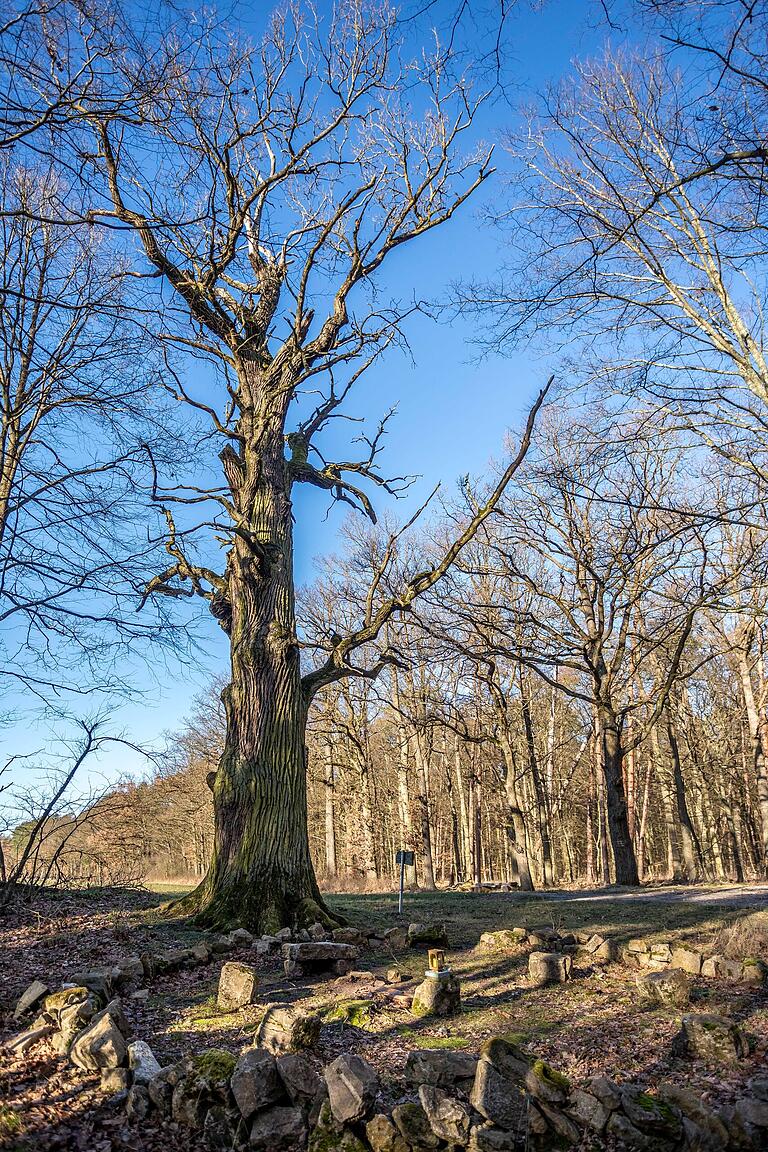 An Station 8: der Euleneiche. Noch bis in die frühe Neuzeit wurde unter Eichen Recht gesprochen. Ob unter der Euleneiche jemals Gericht gehalten wurde, ist nicht belegt. Man hat aber unter ihr eine Versammlungsstätte nachgebaut. An Station 8: der Euleneiche. Noch bis in die frühe Neuzeit wurde unter Eichen Recht gesprochen. Ob unter der Euleneiche jemals Gericht gehalten wurde, ist nicht belegt. Man hat aber unter ihr eine Versammlungsstätte nachgebaut.