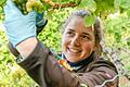 Laura Wolz (26) aus Estenfeld liest in ihrem Urlaub Wein in Randersacker. Hier wird Silvaner von der Weinlage Sonnenstuhl geerntet.