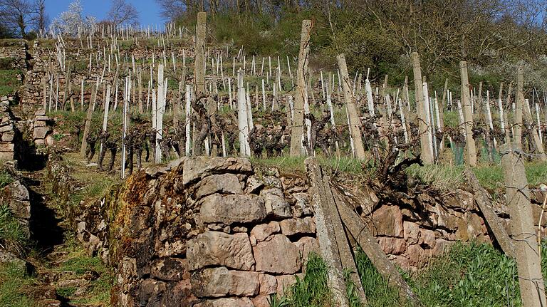 Die Arbeit in den alten Weinbergsanlagen von Steinbach erfordert anstrengende körperliche Arbeit.