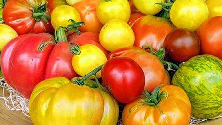 Eine bunte Vielfalt: Tomaten in allen Farben gibt es in der Bio-Gärtnerei Plietz. 103 verschiedene Tomatensorten baut der Schwarzacher Gärtnermeister zur Zeit an. Eine bunte Vielfalt: Tomaten in allen Farben gibt es in der Bio-Gärtnerei Plietz. 103 verschiedene Tomatensorten baut der Schwarzacher Gärtnermeister zur Zeit an.