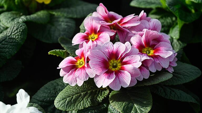Die Primel gibt es in vielen Farben, ihre großen Blüten sind schon von Weitem zu sehen. Die Primel gibt es in vielen Farben, ihre großen Blüten sind schon von Weitem zu sehen.