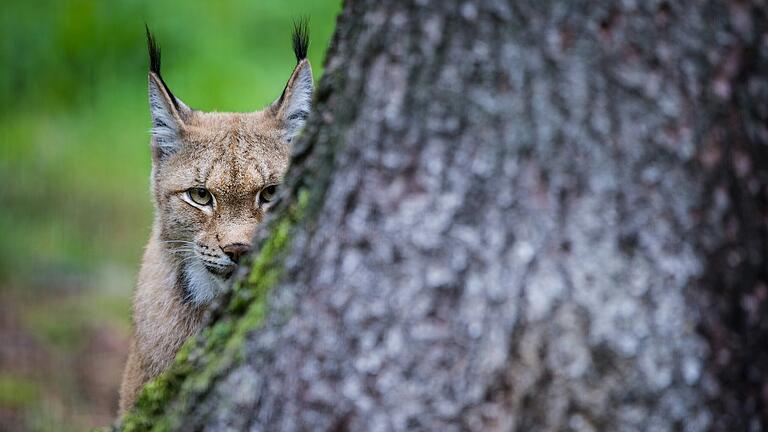Ein Eurasischer Luchs im Gehege im Wildpark Hundshaupten im Landkreis Forchheim. Ein Eurasischer Luchs im Gehege im Wildpark Hundshaupten im Landkreis Forchheim.