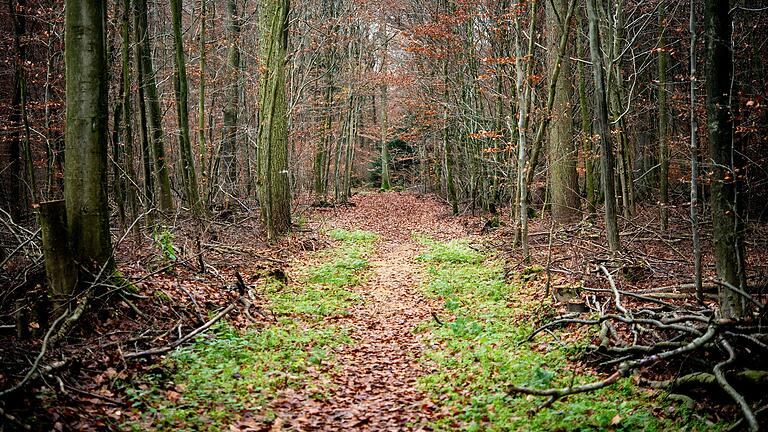 Es ist genau geregelt, welches Holz oder welche Pflanzen man aus einem Wald mitnehmen darf. Grundsätzlich gehört alles den jeweiligen Waldbesitzern. Es ist genau geregelt, welches Holz oder welche Pflanzen man aus einem Wald mitnehmen darf. Grundsätzlich gehört alles den jeweiligen Waldbesitzern.