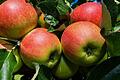 Unterfrankens Obstbauern rechnen mit schlechtester Ernte seit vielen Jahren       -  Unterfrankens Obstbauern stehen vor der schlechtesten Obsternte seit Jahren. Bei den Äpfeln erwarten die Obstbauern einen Ernteausfall von mindestens fünfzig Prozent. B