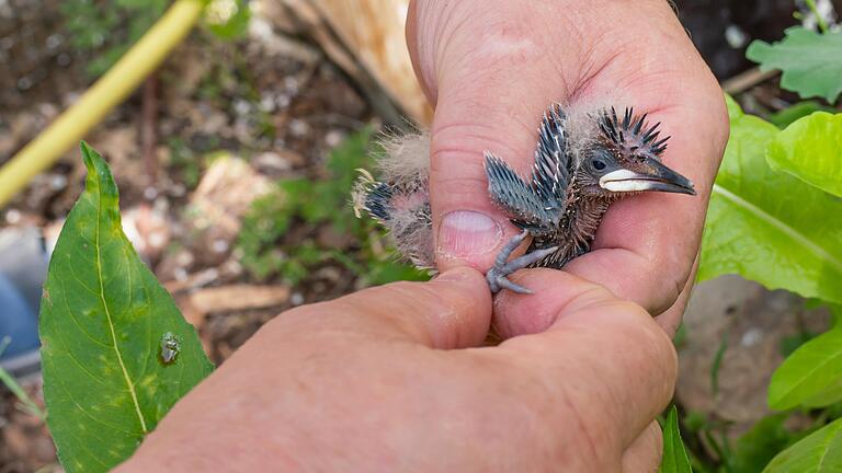 Mit viel Liebe kümmert sich Martin Omert um den Vogelnachwuchs. Das Foto zeigt, wie er einen vier bis fünf Tage alten Wiedehopf-Jungvogel beringt.