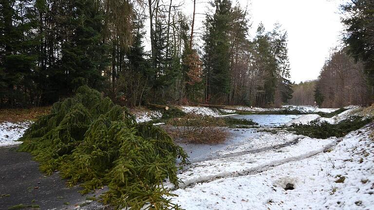 Mit umgestürzte Bäume wie hier bei Bad Kissingen hatten gestern viele Feuerwehrleute alle Hände voll zu tun. Foto: Peter Rauch       -  Mit umgestürzte Bäume wie hier bei Bad Kissingen hatten gestern viele Feuerwehrleute alle Hände voll zu tun. Foto: Peter Rauch