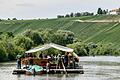 Vorbei an den Weinbergen an der Mainschleife bei Volkach. Die Fahrt auf dem 20m langen und 7,5m btreiten Floß dauert 3,5 Stunden und führt von Astheim bis Sommerach.