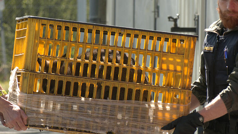 Ein Foto vom April 2019. Polizeibeamte tragen das sichergestellte Känguru in einer Box zum Abtransport in Richtung Tiergarten Nürnberg.