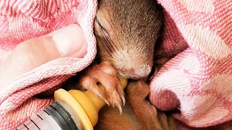 Durstig: Eichhörnchen Amy wird von Janina Klüglein versorgt. Durstig: Eichhörnchen Amy wird von Janina Klüglein versorgt.