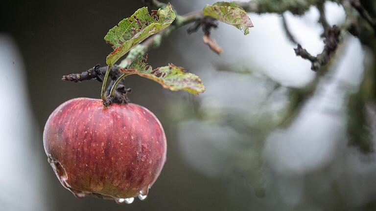 Ziel des Bayerischen Streuobstpakts ist, bis 2035 zusätzlich eine Million Streuobstbäume neu zu pflanzen.