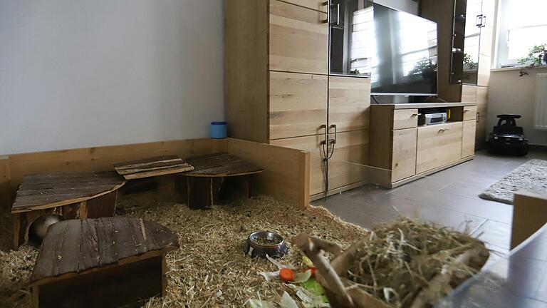 Meerschweinchen Henry lebt in seinem Plexiglas-Holz-Gehege im Wohnzimmer neben dem Fernseher der Familie Schwarzmann.