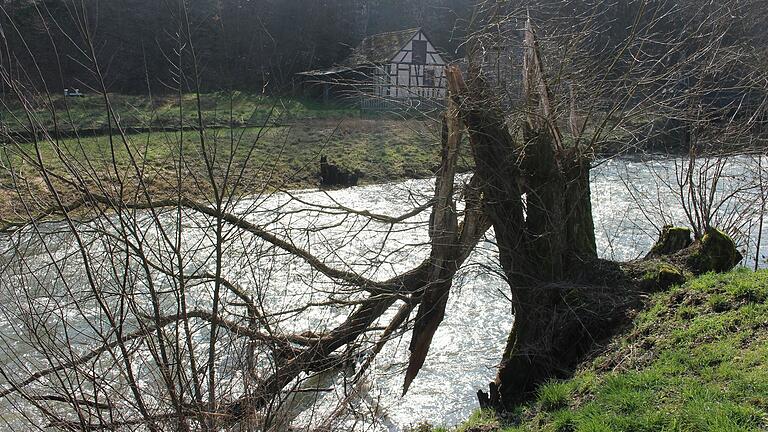 Die Bäume am Ufer, hier am Luitpoldsprudel bei Großenbach, seien teilweise überaltert, heißt es vom Wasserwirtschaftsamt.&nbsp;