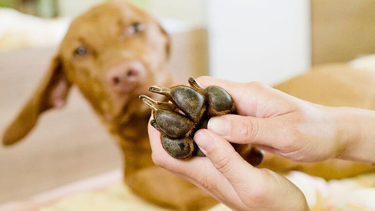 Tier auf Trab: 8 Tipps fürs Radeln mit Hund.jpeg       -  Regelmäßige Kontrolle und Pflege der Hundepfoten beugt Entzündungen vor.