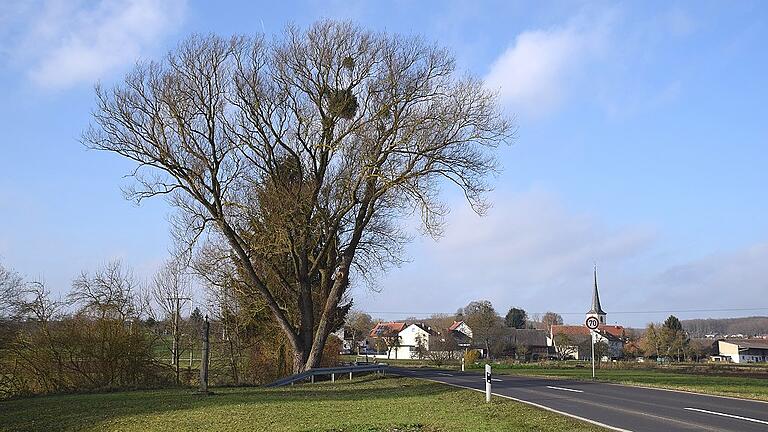 Diese alte Weide bei Kützberg ist von vielen Mistelbüschen besetzt.