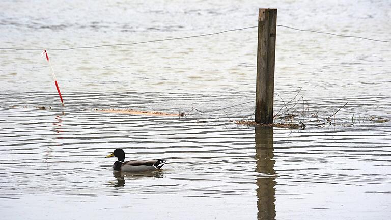 Nicht nur Bad Kissingens Wildenten lassen sich von einem Hochwasser der Meldestufe 1 bis 2 noch nicht aus der Ruhe bringen. Nicht nur Bad Kissingens Wildenten lassen sich von einem Hochwasser der Meldestufe 1 bis 2 noch nicht aus der Ruhe bringen. 