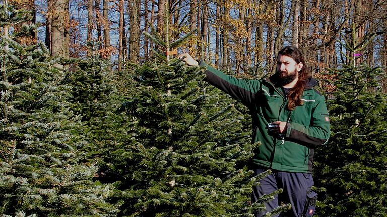 Alexander Käb betreibt bei Rudendorf eine Christbaumplantage. Sieben bis neun Jahre dauert es, bis eine kleiner Setzling zu einem stattlichen Baum herangewachsen ist.