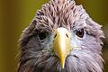 Europäischer Seeadler       -  Der größte europäische Greifvogel, der Seeadler, war einst in vielen Ländern Europas ausgerottet. Nun leben in Deutschland wieder mehr als 1.000 Brutpaare. (Archivbild)