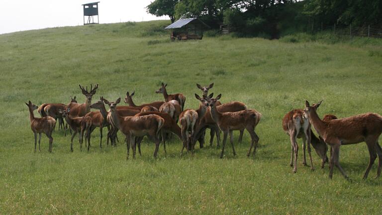 Zwischen Ebersbrunn und Kleinbirkach liegt das Rotwildgehege vom Steigerwaldhof. Zwischen Ebersbrunn und Kleinbirkach liegt das Rotwildgehege vom Steigerwaldhof.
