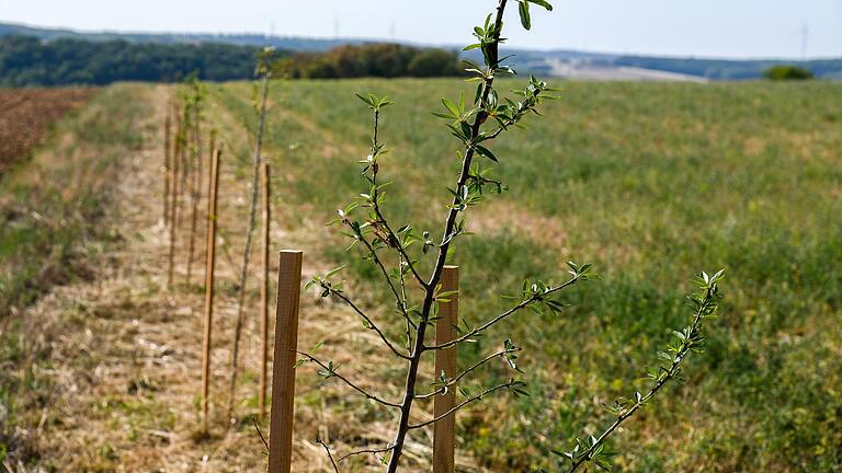 Ein natürlicher Dürreschutz: Lorenz Köhler experimentiert mit sogenannten 'Agroforst-Systemen'. Die natürliche Baum-Barriere soll das Feld unter anderem vor Wind und Sonne schützen. Ein natürlicher Dürreschutz: Lorenz Köhler experimentiert mit sogenannten 'Agroforst-Systemen'. Die natürliche Baum-Barriere soll das Feld unter anderem vor Wind und Sonne schützen. 