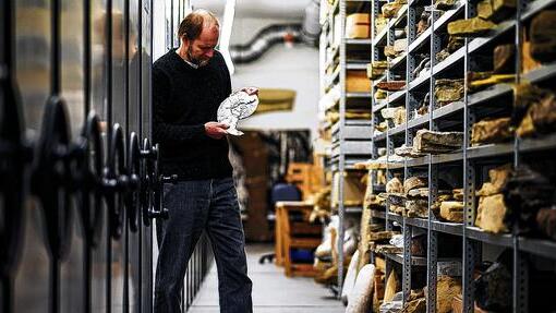 Blick in die Erdgeschichte: Geologe Eckhard Mönnig betrachtet im Naturkunde-Museum in Coburg einen versteinerten Ammoniten.