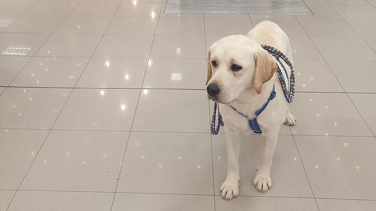 In lauten Kaufhäusern ruhig zu bleiben, ist für viele Hunde eine Herausforderung. Atlas muss das in seiner Assistenzhund-Ausbildung lernen.