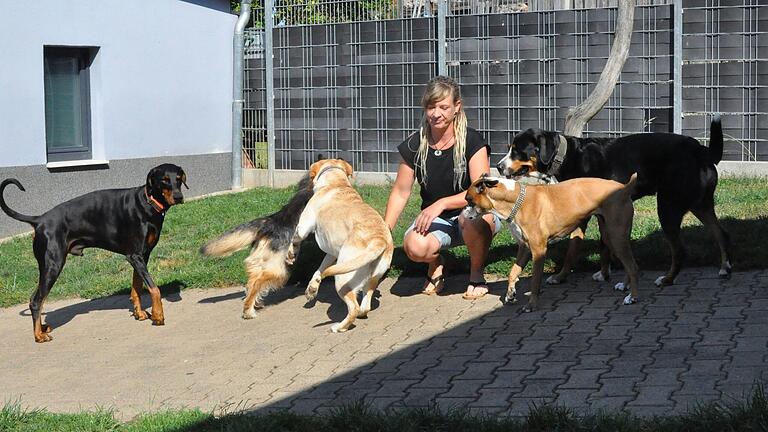 Carina Fritzges, umringt von ihren Gästen, in der Hundepension in Unterwaldbehrungen.