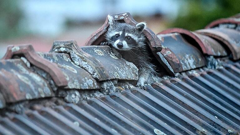 Ein Waschbär kriecht aus seinem Versteck. Symbolbild: Foto: Britta Pedersen/dpa-Zentralbild/dpa       -  Ein Waschbär kriecht aus seinem Versteck. Symbolbild: Foto: Britta Pedersen/dpa-Zentralbild/dpa