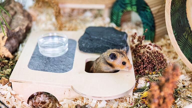 Hamsterhaus - Damit ein Hamster glücklich ist, sind Holzaufbauten mit einigen Ebenen sinnvoll. Hamsterhaus - Damit ein Hamster glücklich ist, sind Holzaufbauten mit einigen Ebenen sinnvoll.