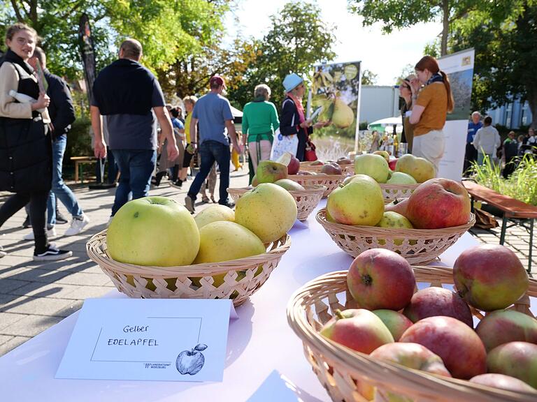 Der erste Streuobstmarkt des Landkreises Würzburg fand am Landratsamt Würzburg statt. Im Interesse der Besucher stand dabei vor allem die Apfelausstellung mit 50 verschiedenen Sorten zur Verkostung. Der erste Streuobstmarkt des Landkreises Würzburg fand am Landratsamt Würzburg statt. Im Interesse der Besucher stand dabei vor allem die Apfelausstellung mit 50 verschiedenen Sorten zur Verkostung.