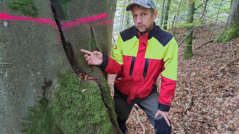 Stadtförster David Scheuthle zeigt einen Riss, das sich mehr als einen Meter durch den Stamm zieht. Der Baum droht auf die Staatsstraße zu stützen. - Stadtförster David Scheuthle zeigt einen Riss, das sich mehr als einen Meter durch den Stamm zieht. Der Baum droht auf die Staatsstraße zu stützen. Stadtförster David Scheuthle zeigt einen Riss, das sich mehr als einen Meter durch den Stamm zieht. Der Baum droht auf die Staatsstraße zu stützen. - Stadtförster David Scheuthle zeigt einen Riss, das sich mehr als einen Meter durch den Stamm zieht. Der Baum droht auf die Staatsstraße zu stützen.