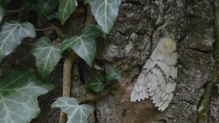 Die weiblichen Schwammspinner legen an der Rinde Eier ab, in den Gelegen überwintern die kleinen Räupchen in ihren Eihüllen. Foto: AELF       -  Die weiblichen Schwammspinner legen an der Rinde Eier ab, in den Gelegen überwintern die kleinen Räupchen in ihren Eihüllen. Foto: AELF