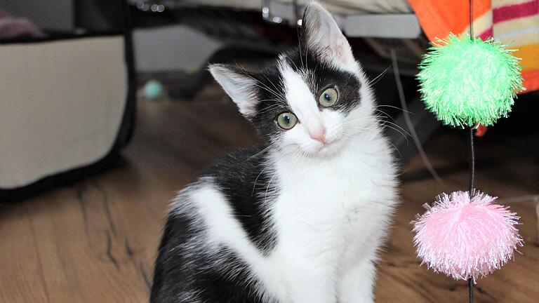 Mit großen Augen schaut die kleine Katze in die Welt. Mehrere Autos hatten das Tierkind vor gut zwei Monaten überfahren. Doch Simone Dietrich hat es gesundgepflegt. Mit großen Augen schaut die kleine Katze in die Welt. Mehrere Autos hatten das Tierkind vor gut zwei Monaten überfahren. Doch Simone Dietrich hat es gesundgepflegt. 