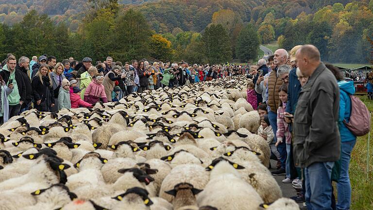 Ein schwarz-weißes Band von Rhönschafen zog sich hinunter ins Tal. Ein schwarz-weißes Band von Rhönschafen zog sich hinunter ins Tal.
