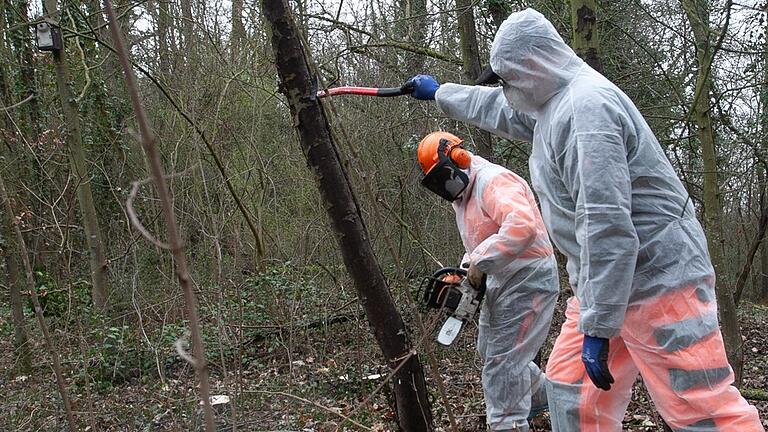 Rund ein halbes Dutzend von der Rußrindenkrankheit befallenen Bergahornbäume im direkten Umfeld des Kitzinger Waldkindergartens fällten die Mitarbeiter der Stadtgärtnerei. Vor allem bei diesen Arbeiten ist besondere Vorsicht wegen möglichem Sporenflug geboten. Für den Kindergarten ist damit die unmittelbare Gefahr durch die Sporen des Pilzes erst einmal beseitigt.