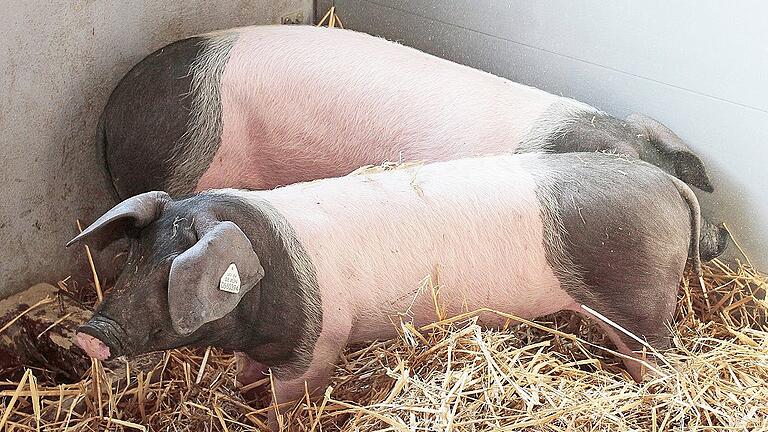 Schwäbisch-Hällische Schweine im Wildpark an den Eichen in Schweinfurt.