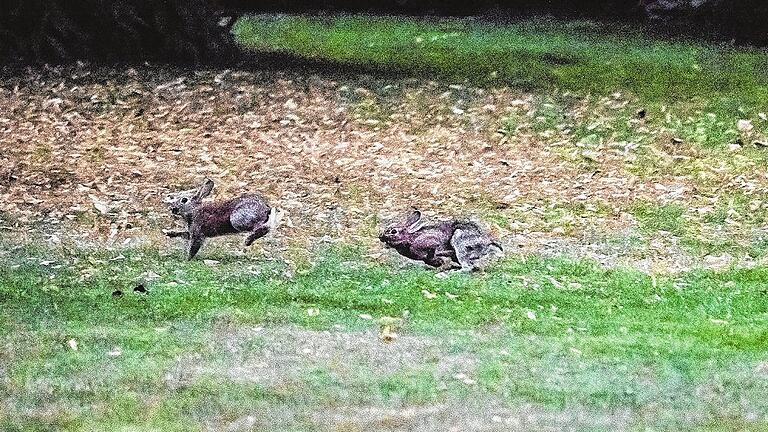 Hasenjagd im Morgengrauen, im Theaterpark. Um 5 Uhr morgens kann man dort die Kaninchen flitzen sehen.