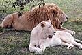 Müde Gesellschaft: Im &bdquo;Lions Park&ldquo; bei Johannesburg ist Mittagsruhe angesagt.